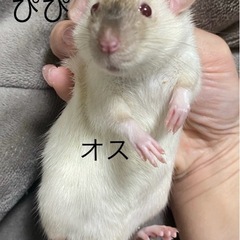 ファンシーラット − 熊本県