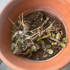 大型植木鉢🪴引っ越し期日が迫り値下げ‼️の画像