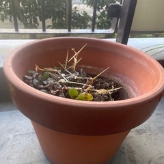 植木鉢(大型サイズ)🪴