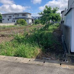 【掘り出し物】駅近に現れた！樹を120円で譲ります