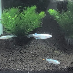 取引の早い方、スムーズなやり取りができる方のみ！ドラゴンブルーメダカ3匹(成魚)の画像