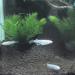 取引の早い方、スムーズなやり取りができる方のみ！ドラゴンブルーメダカ3匹(成魚)の画像
