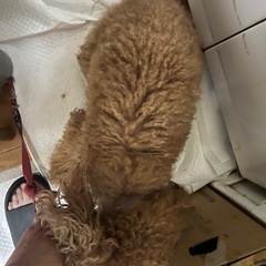 トイプードル5歳 - 犬