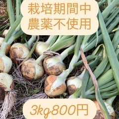 新玉ねぎ 栽培期間中農薬不使用 3kg 千葉県産 