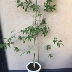 風鈴ツリバナ　１００センチ