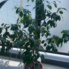 ベンジャミンの鉢植え