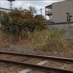 【150円】🚃真岡鐵道を見守るシンボルツリー🌳 あなたの家…