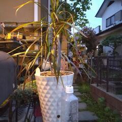 ｛売ります観葉植物｝ドラセナコンシンネ
