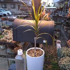 ｛売ります観葉植物｝ドラセナコンシンネ