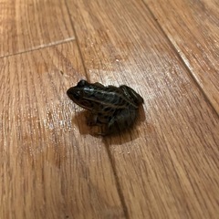 トノサマガエル　１匹〜の画像