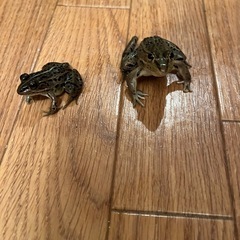トノサマガエル　１匹〜の画像