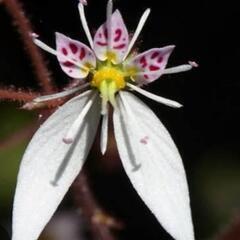 花芽付き　山野草　花苗