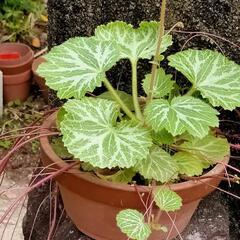 花芽付き　山野草　花苗の画像