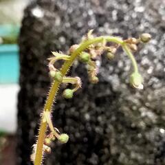 花芽付き　山野草　花苗の画像