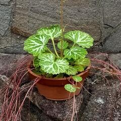 花芽付き　山野草　花苗の画像