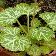 花芽付き　山野草　花苗の画像