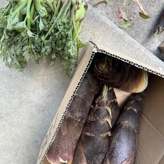 5/4限定たけのこ　とりたて新鮮です✨