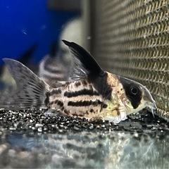 🐟　コルレア 🐟ショートボディ　