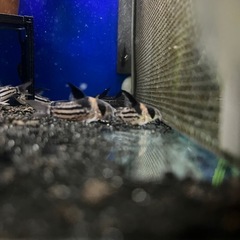🐟　コルレア 🐟ショートボディ　の画像