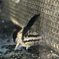 🐟　コルレア 🐟ショートボディ　の画像