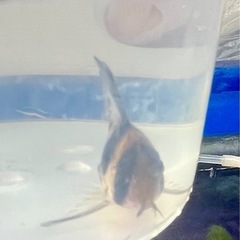 🐟　コルレア 🐟ショートボディ　の画像
