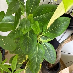 観葉植物　フィカス アルテシマ