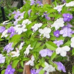 観葉植物、庭木(ニオイバンマツリ、樹高約70cm ）の画像