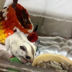 フクロモモンガ プラチナ  GWお値引き交渉あり