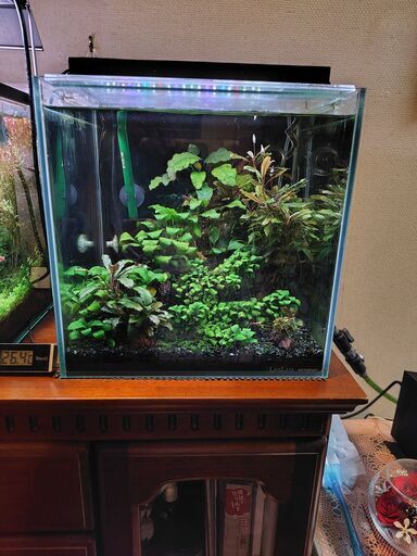 水槽 HIRO Amazon | HIRO Aquatics ミディアムシャローリムレスタンク