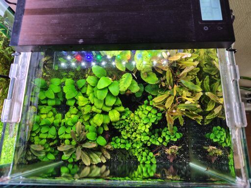 5月16日終了【水槽セット】陰性水草 30センチキューブ クーラー付き