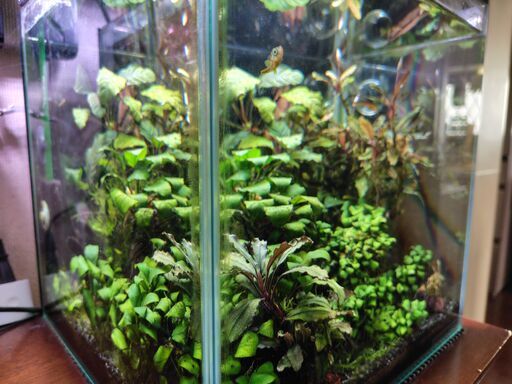 5月16日終了【水槽セット】陰性水草 30センチキューブ クーラー付き