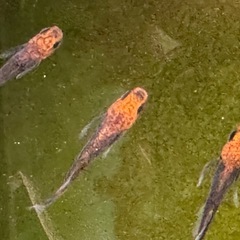 竜章鳳姿 メダカ10匹B級品