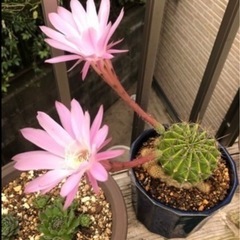 サボテン花芽付き  直径8センチ位です。の画像