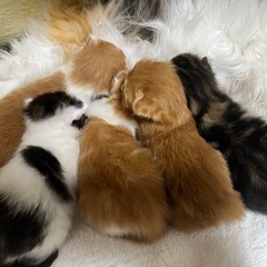保護猫