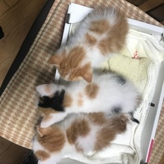 事前募集:保護予定　生後1ヶ月の仔猫　4匹？ - 小金井市