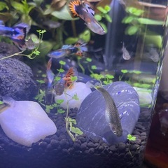 熱帯魚・グッピーメス