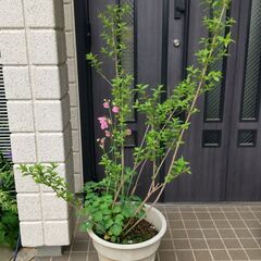 【庭木】ムラサキシキブ＆オダマキ