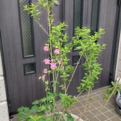 【庭木】ムラサキシキブ＆オダマキの画像