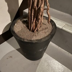 観葉植物の画像
