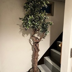 観葉植物の画像