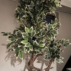 観葉植物の画像