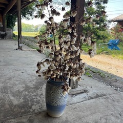 綿木　