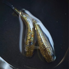 琉めだか⭐️夢桜めだか様作出個体⭐️上物スフィンクス🤩1ペア☺️