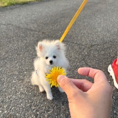 兵庫｜5ヶ月の子犬の里親になってくださる方を探しています