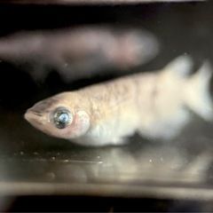 琉めだか⭐️直めだか様作出個体‼️墨碧眼1ペア🤩🤩の画像