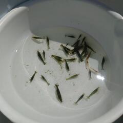 ミナミヌマエビ