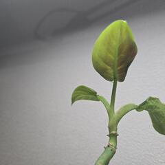 フィロデンドロン　クルエンタムの画像
