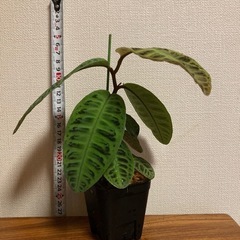ラビシアsp.リアウスマトラ 観葉植物
