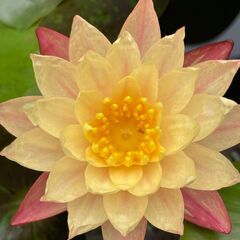 【睡蓮】ワンビサ　ワンウィサー　水蓮　スイレン