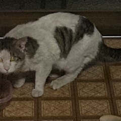 迷い猫です　飼主さん探されてませんか？